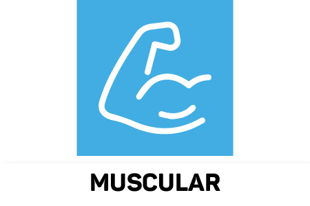 Muscular
